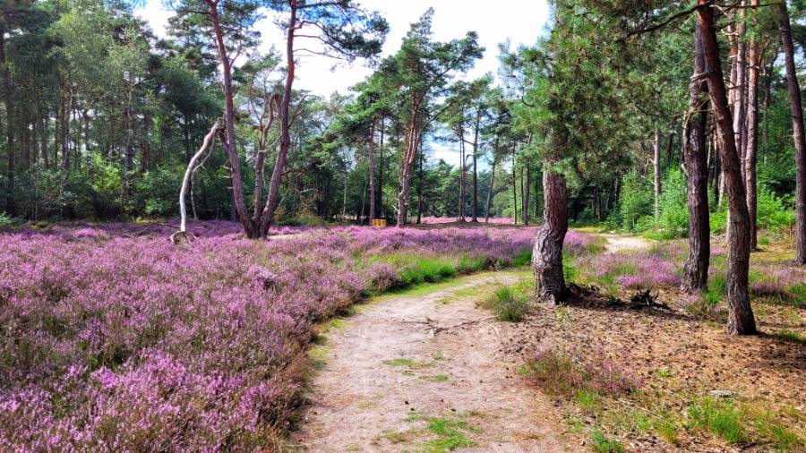 Landgoed Ginkelduin