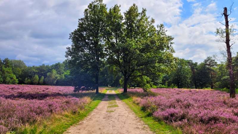locatie ht close (37) (16x9 800)